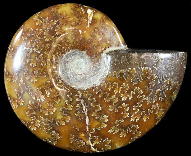 Wide Polished Cleoniceras Ammonite - Madagascar #49434